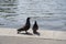 Two cooing pigeons on the stone Bank of the river near the water. clean other feathers, the relationship between paired birds,