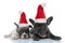 Two cool French bulldog cubs wearing santa claus hats while laying down