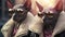 Two cool sphynx cats gangsters wearing sunglasses. AI