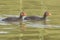 Two coot chicks on the water  on Southampton Common