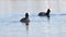 Two coots pour on the lake slow motion