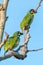 Two Coppersmith barbets perching on a perch looking into a distance with blue sky in background
