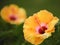 Two coral Chinese Hibiscus blooms