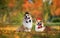 Two  corgi dog brothers in gentleman hats and ties sit in an autumn sunny park