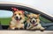 two Corgi dogs poked their muzzles and paws out of the window of a passing car during the ride