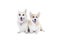 Two corgi dogs puppy
