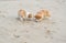 Two corgi puppies playing on the beach sand