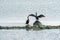 Two Cormorant Birds on Rocks in Lake