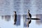 Two cormorants having sun bathing.