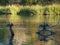 Two Cormorants in Migration Dry Their Feathers