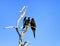 Two Cormorants in a Tree in Rio Lagartos