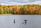 Two cormorants on wooden pilings