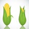 Two corn with leaf