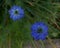 Two cornflower blue nigella flowers with foliage in garden setting