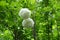 Two corymbs of white flowers of Viburnum opulus roseum in May