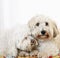 Two coton de tulear dogs