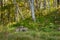 Two Cougar Kittens (Puma concolor) on Forest Trail Autumn