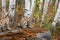 Two Cougar Kittens Puma concolor on Log Together Autumn