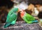 Two (couple) lovebird cute parrots sitting on the natural background. Colorful pink, green parrotâ€™s birdâ€™s portrait.