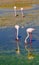 Two couples of flamingos with pink plumage busy searching food in the pond