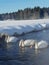 Two couples of white swans in river