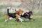 Two coursing dog catching a lure