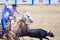 Two cowboys rope a calf at the Rodeo