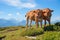 Two cows at the alpine pasture Niederhorn mountain, idyllic swiss landscape