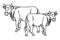 Two cows animals cartoons isolated in black and white