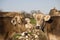 Two cows beautiful twins portraits