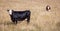 Two cows black and brown grazing in hay field.