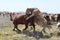 Two cows bulls mating on the field