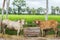 Two cows cattles eating grasses in wooden box.