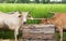 Two cows cattles eating grasses in wooden box with countryside background.