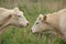 Two cows, Charolais in the grassland at the countryside in the late spring.