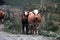 Two cows on a country road near a field.