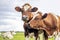 Two cows, couple heads together looking, red and white, in front view under a cloudy sky