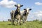 Two cows, couple looking curious black and white, in a green field under a blue sky and horizon over land