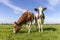 Two cows with diversity multi color, a cow grazing and one standing head up, black red and white livestock with blue sky