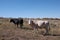 Two cows on the field in colorado