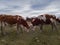 Two cows fight each other among cow herd in the pasture during overcast day