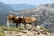 Two cows freely roaming on mountain meadow