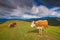Two cows graze in a Carpathian meadow