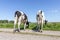 Two cows graze on a path in the meadow, heifer seen from behind