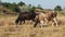 Two Cows Grazes on a Meadow in the Setting Sun