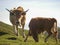 Two cows grazing on the Cantabria mountains. These animals are raised in freedom feeding on natural pastures and then taken to the