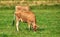 Two cows grazing on farm field on a sunny day on a lush meadow of farmland. Young brown bovine eating grass on an