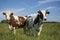 Two cows grazing grass on pasture. Curious animals looking directly at the photographer. Beautiful sunny day