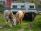 Two cows grazing grass in Sfantu Gheorghe, Danube Delta