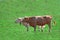 Two cows grazing in a green field. Farmland industry. Empty copy space